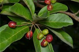   Fruits:   Terminalia porphyrocarpa ; Photo by M. Fagg, Atlas of Living Australia, ala.org.au
